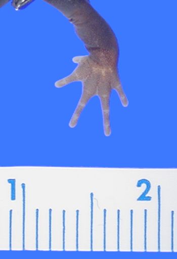 Media type: image; Herpetology A-28284